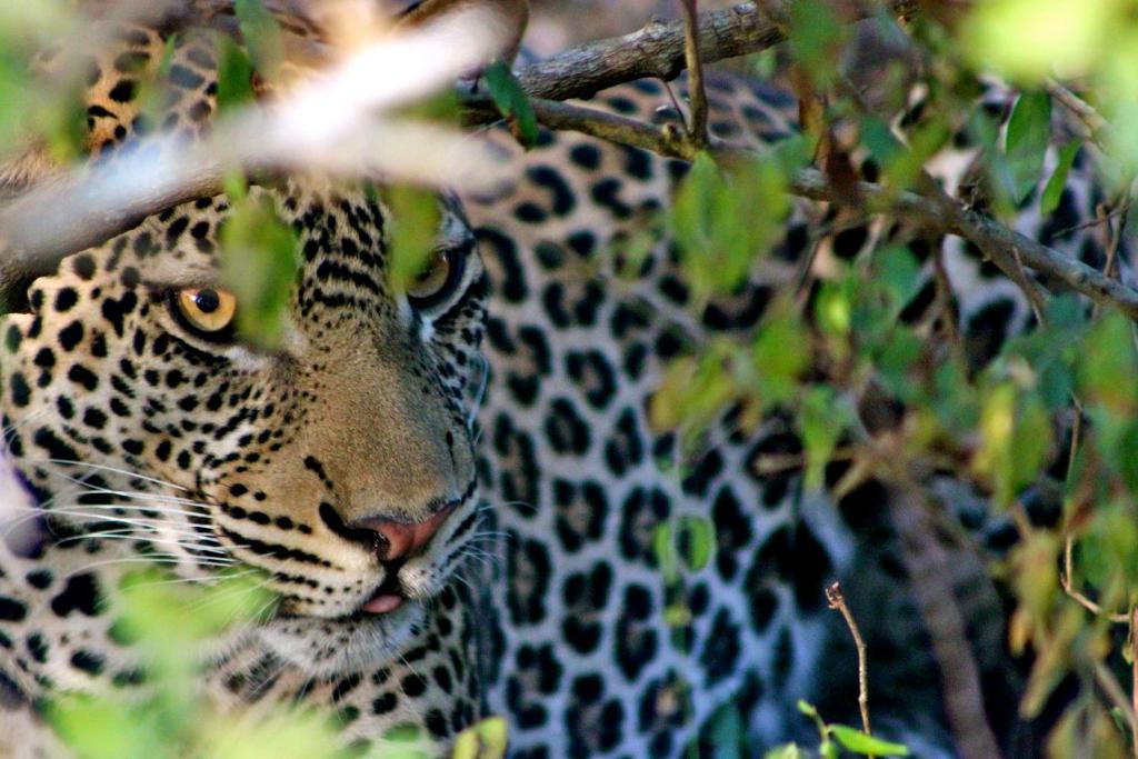 Simply Saadani Camp, A Tent With A View Safaris Mkwaja المظهر الخارجي الصورة